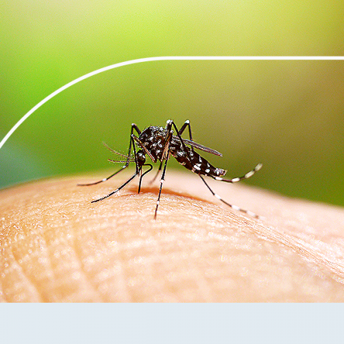 cuidados com a dengue